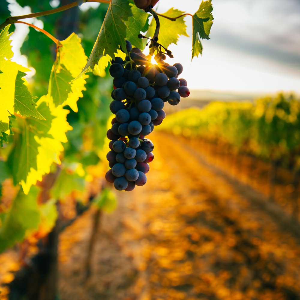 grapes